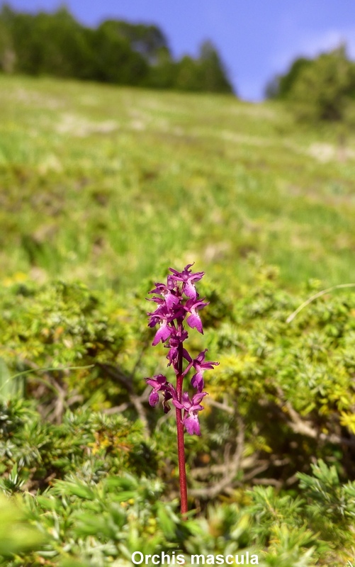 Una giornata tra le orchidee da Villetta Barrea a Scanno - 16 giugno 2021